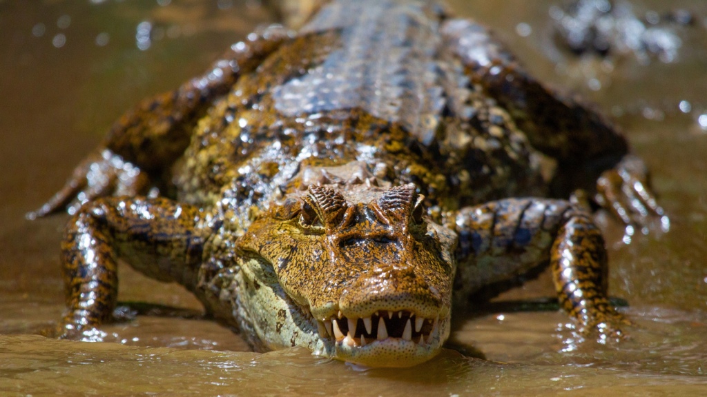 Crocodile | The 18 Smartest Predators in the Wild