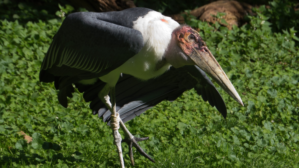 Marabou Stork