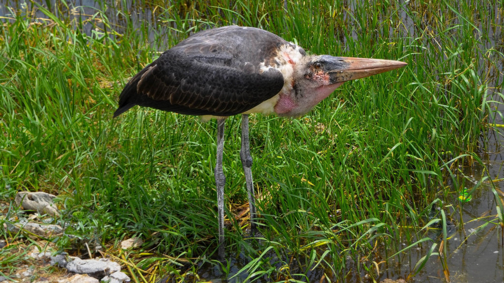 Marabou Stork