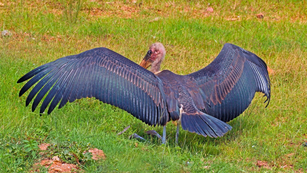 Marabou Stork 