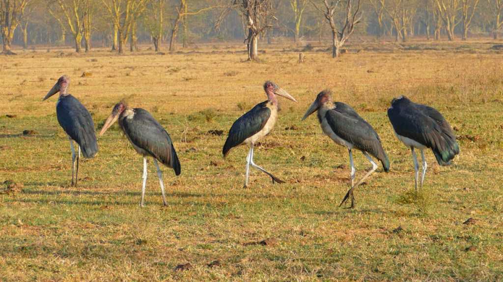 Marabou Stork 