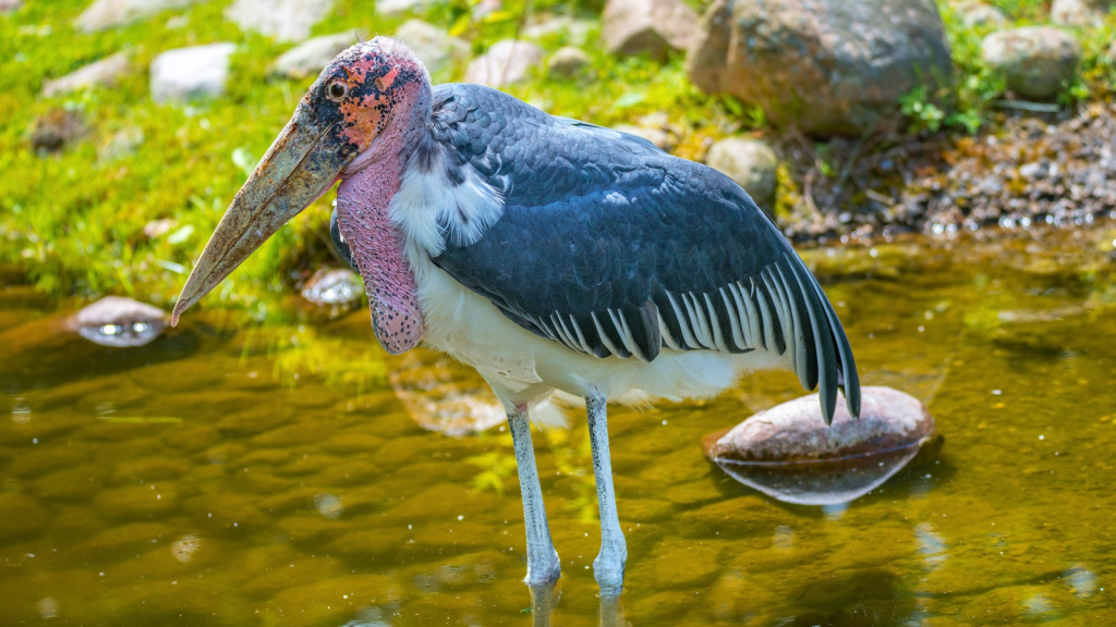 Marabou Stork | 14 Facts About the Marabou Stork, Africa's "Undertaker Bird"