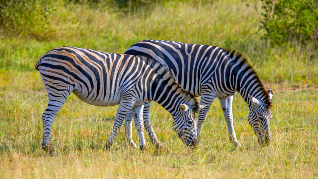 Plains Zebra