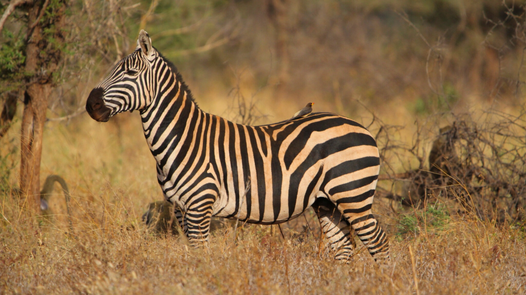 Plains Zebra