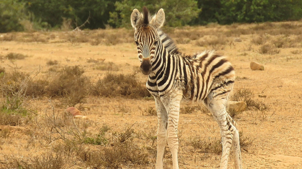 Plains Zebra