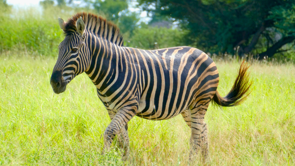 Plains Zebra