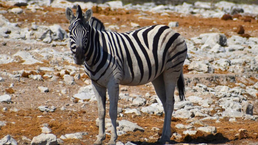 Plains Zebra