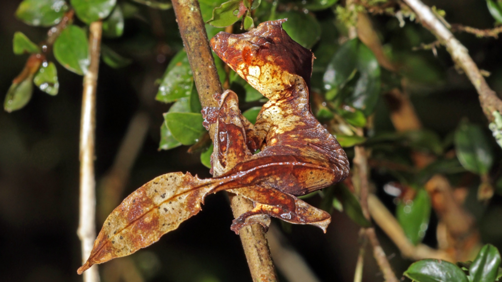 Uroplatus Phantasticus Gecko