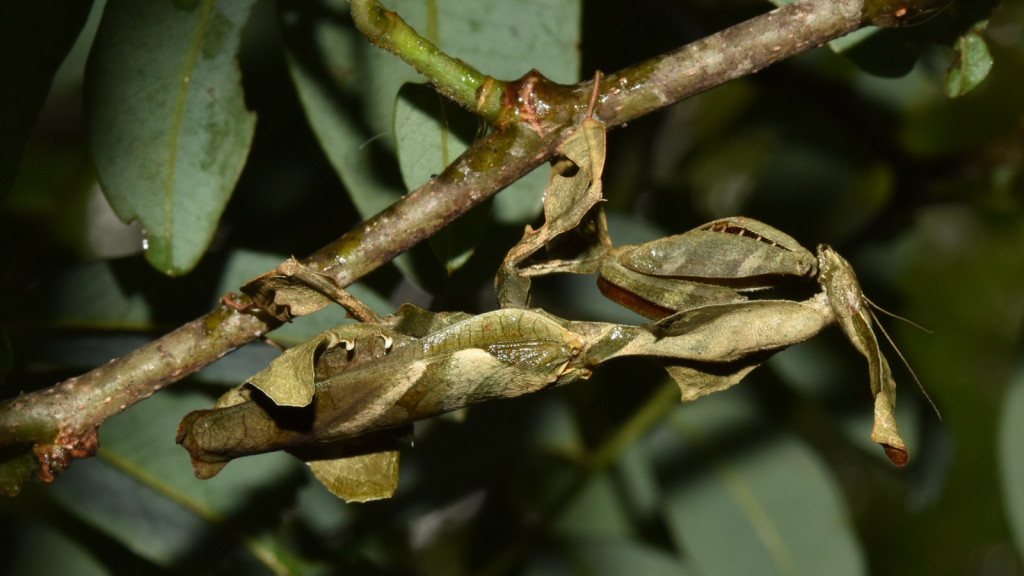 Ghost Mantis