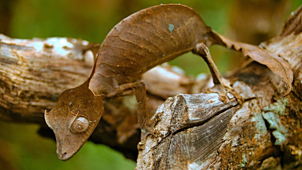 Uroplatus Phantasticus Gecko