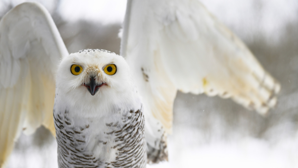 Snowy Owl | 18 Fiercest Hunters in Extreme Environments