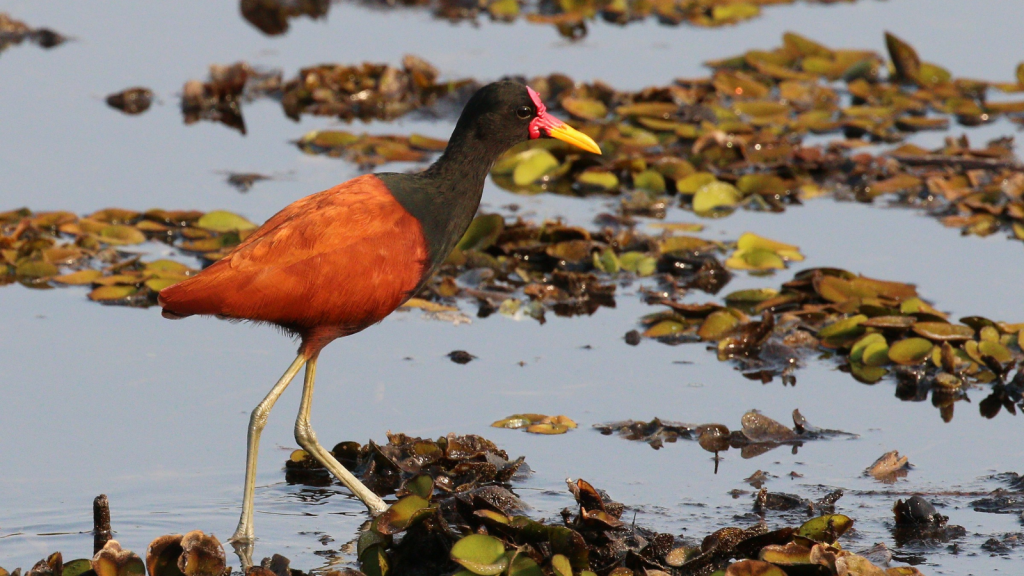 Whittled Jacana