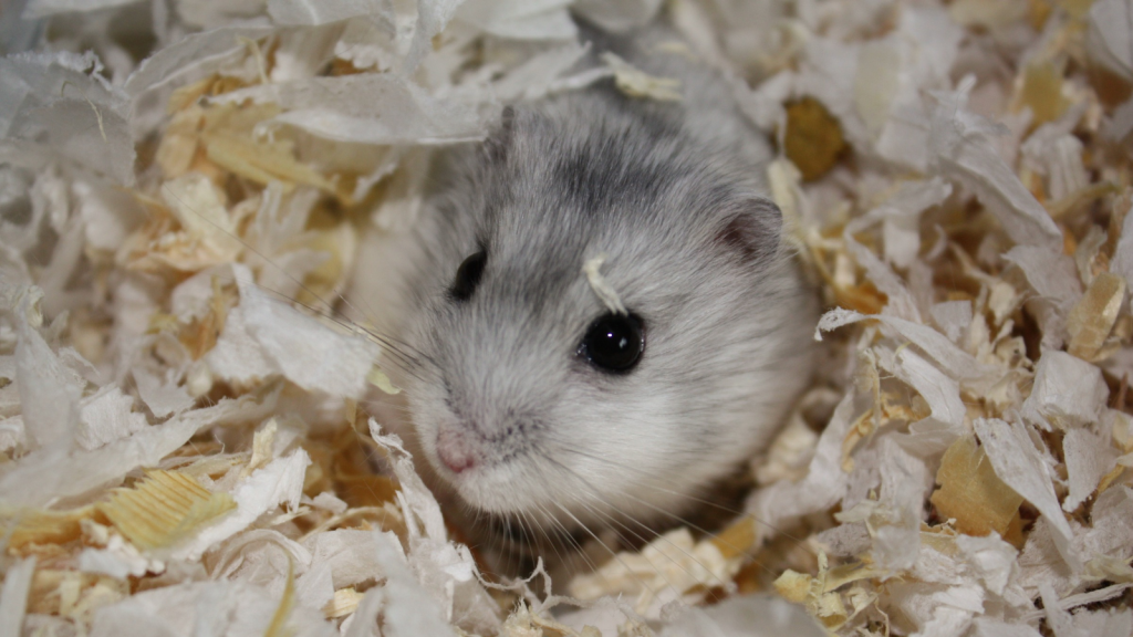 Grey Dwarf Hamster