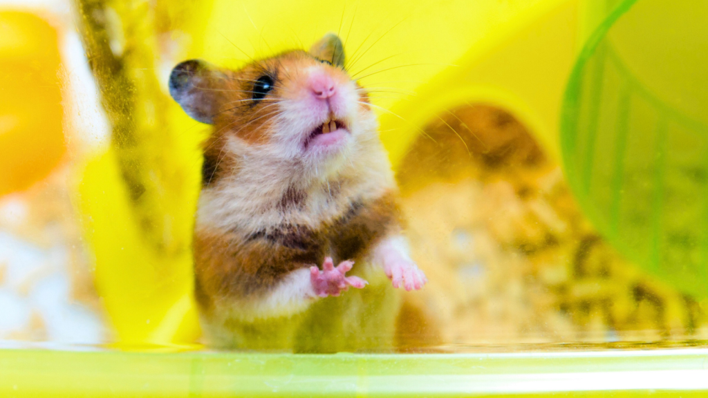 Hamster | Nightmarish Nurseries: 14 Creatures With Terrifying Childcare