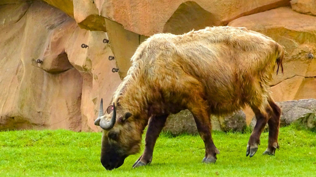 Chinese Takin