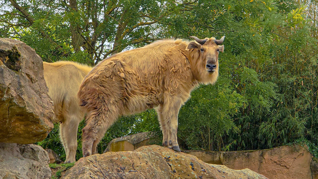 Golden Takin