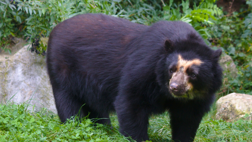 Spectacled Bear