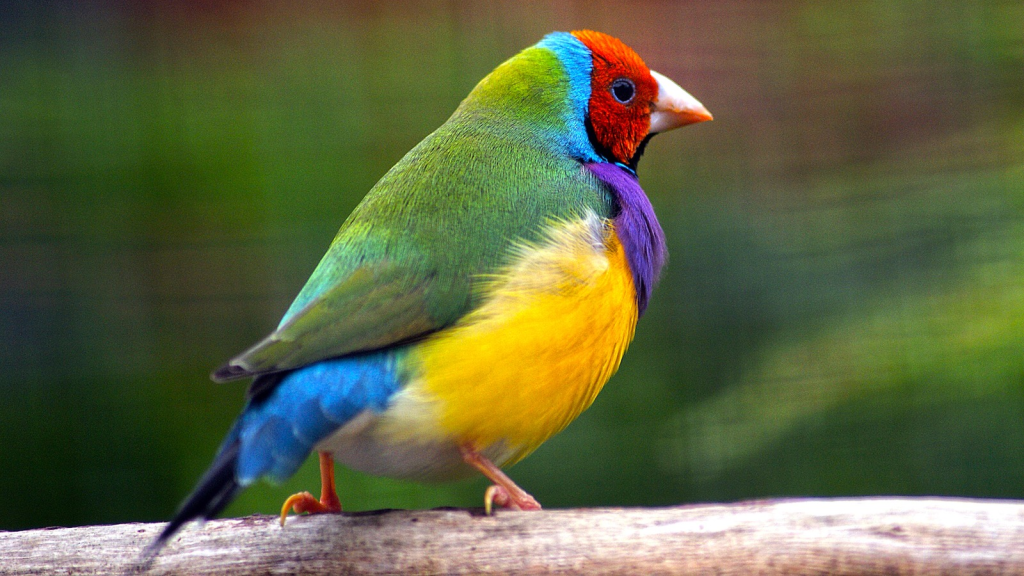 Gouldian Finch