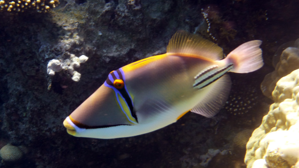 Picasso Triggerfish