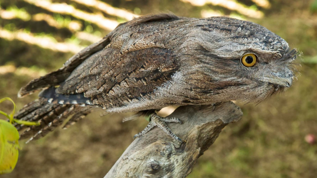 Tawny Frogmouth