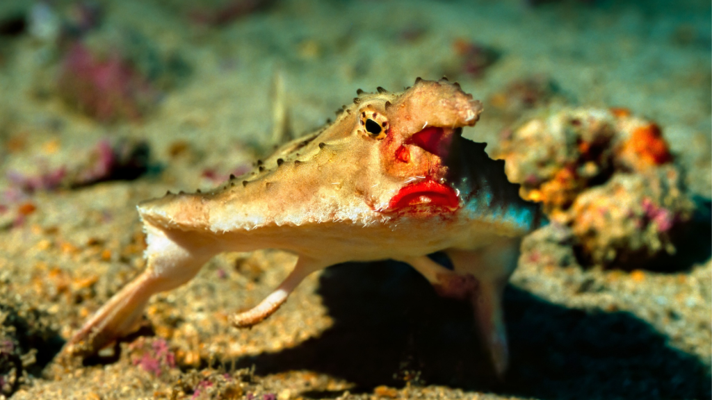 Red-Lipped Batfish | 12 Weird Animals That Look Like They're Wearing Makeup