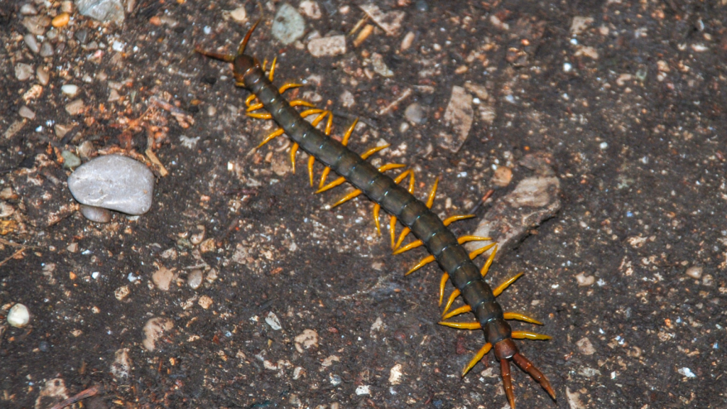 Giant Amazonian Centipede