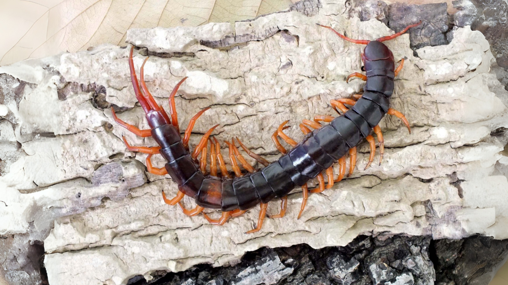 Scolopendra Subspinipes