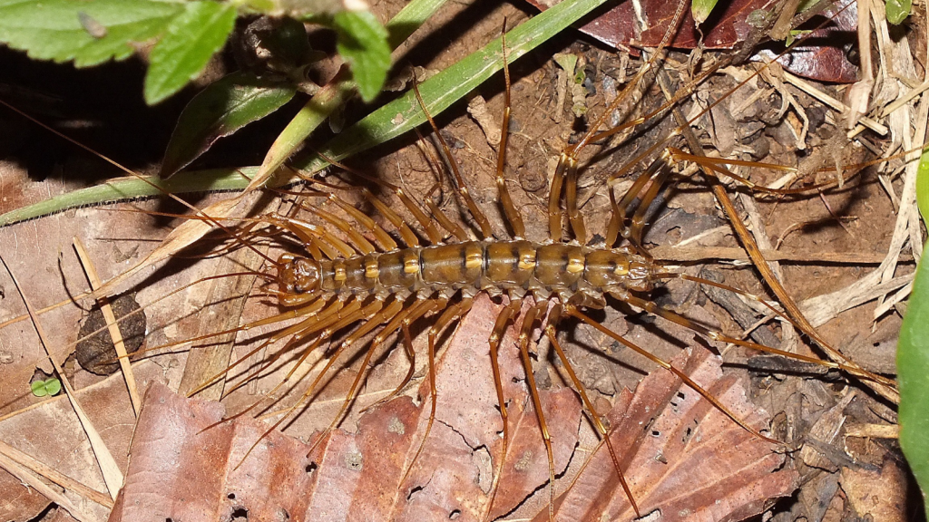 House Centipede