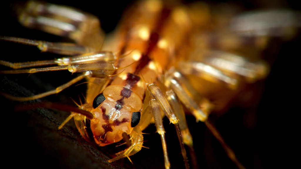 House Centipede | 18 Centipedes That'll Give You Nightmares (If You Can Outrun Them)