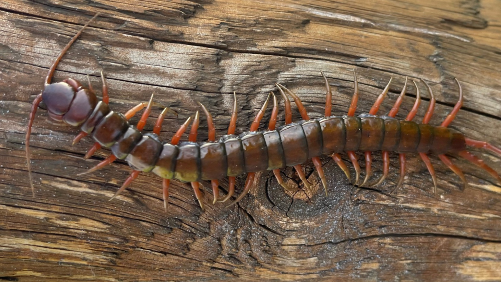 Vietnamese Giant Centipede