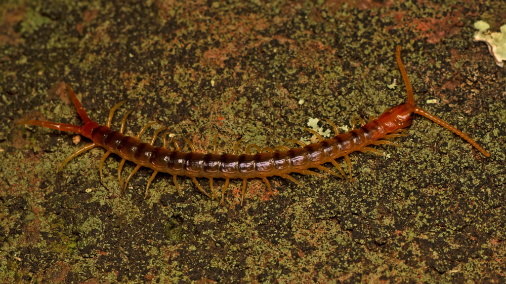 Australian Giant Centipede