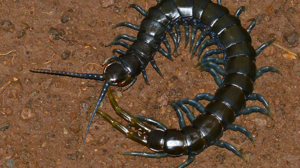 Blue Ring Centipede