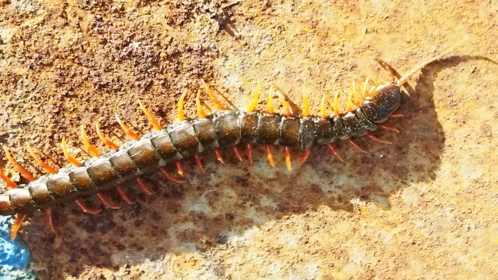 European Yellow-Tailed Centipede