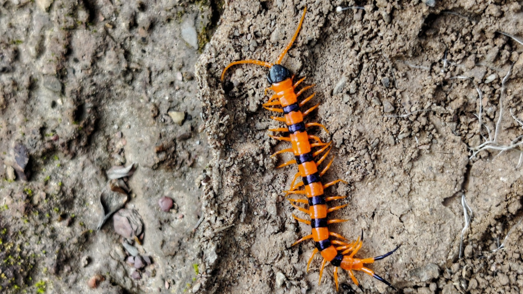 Indian Tiger Centipede