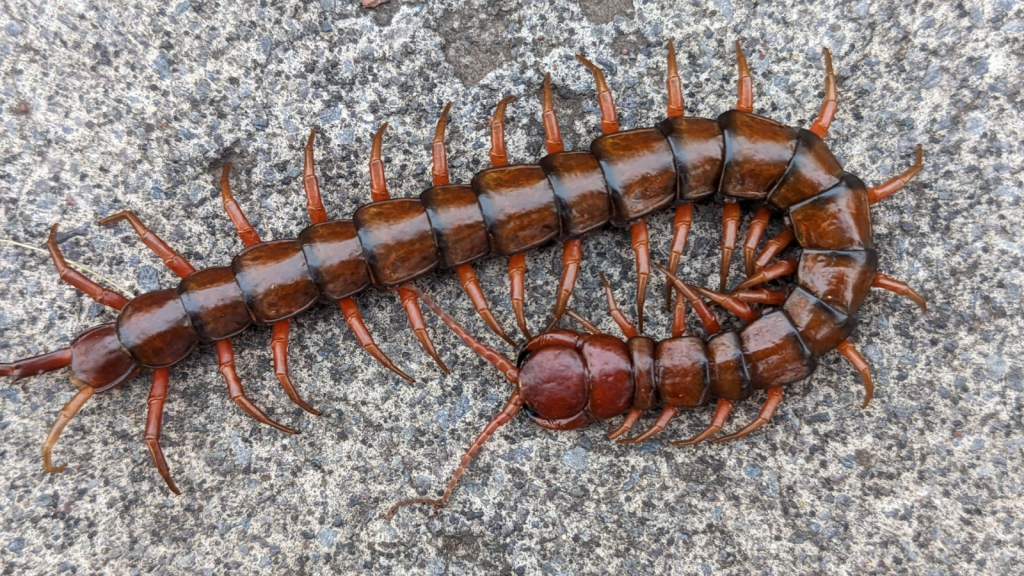 Hawaiian Centipede