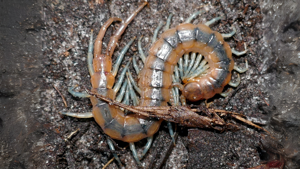 cuban blue centipede