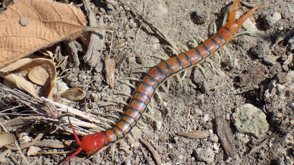 Red-Headed Centipede