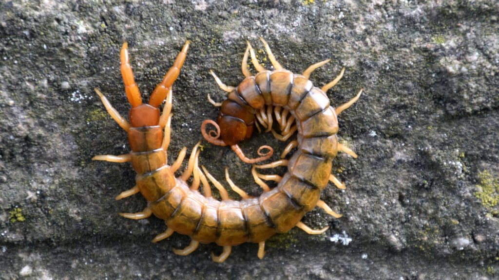 Greek Centipede