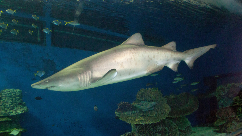 Sand Tiger Shark