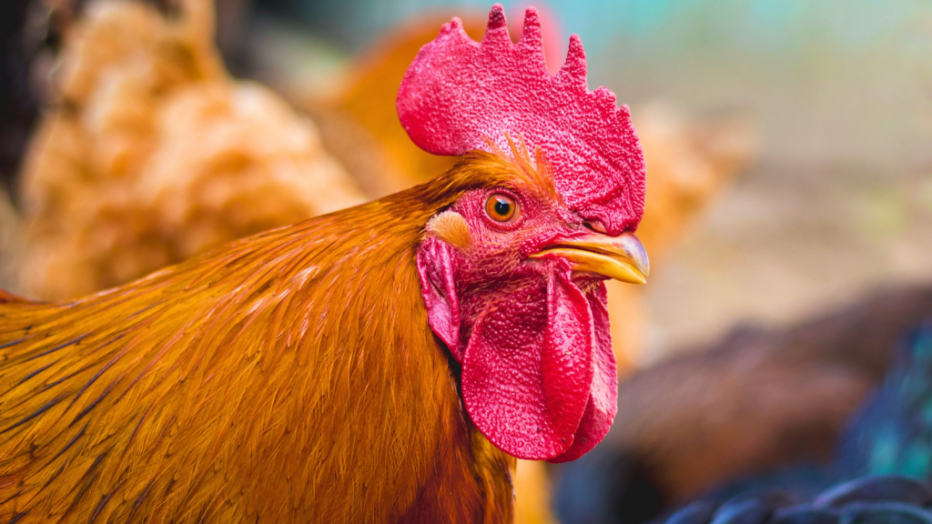 Chicken | 14 Creatures That Eat Their Own Young