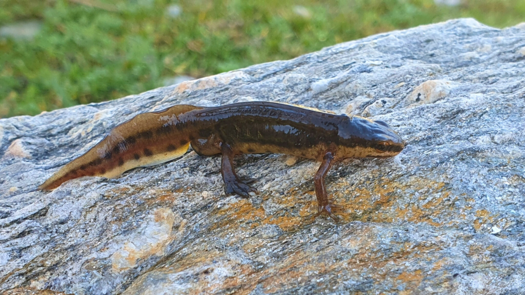 Palmate Newt