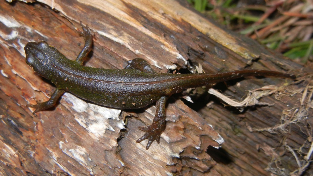 Palmate Newt 