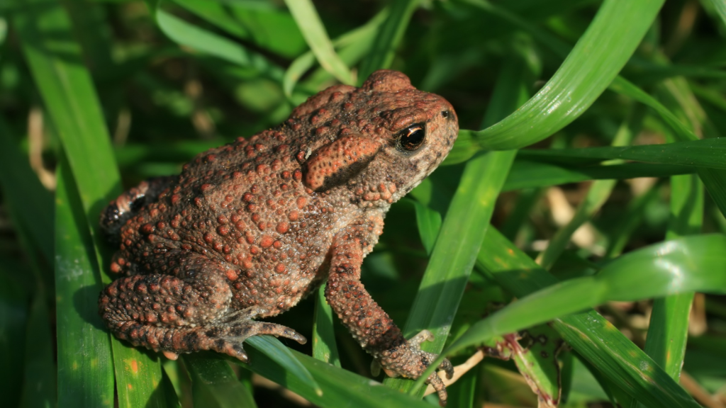 Common Toad