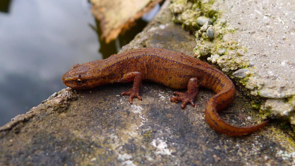 Smooth Newt