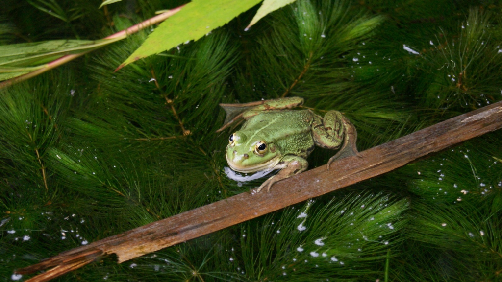 Pool Frog 