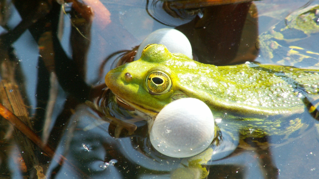 Pool Frog | 10 Amphibians That Need Protection in the UK