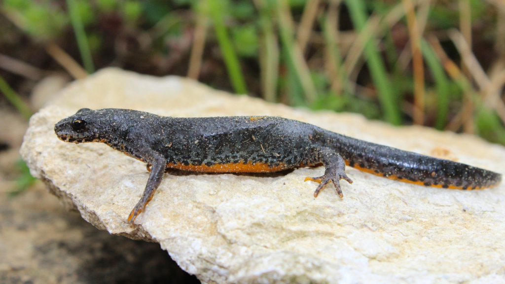 Alpine Newt