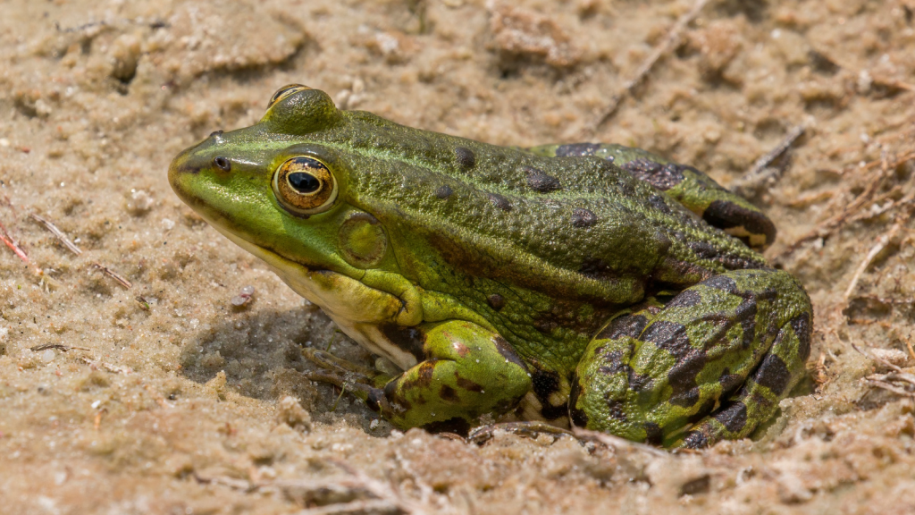 Marsh Frog