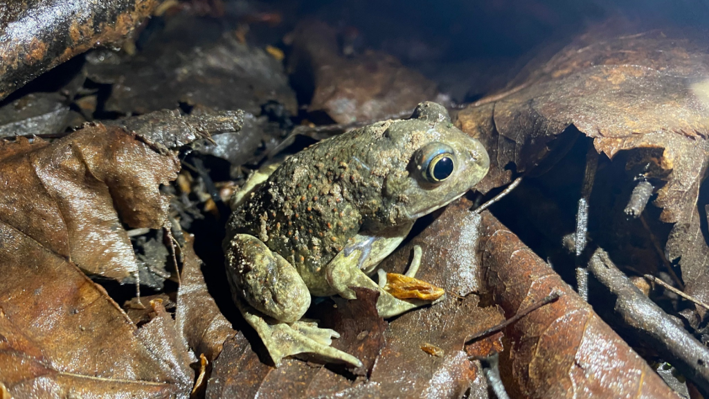 Adder's-tongue Spearfoot Toad