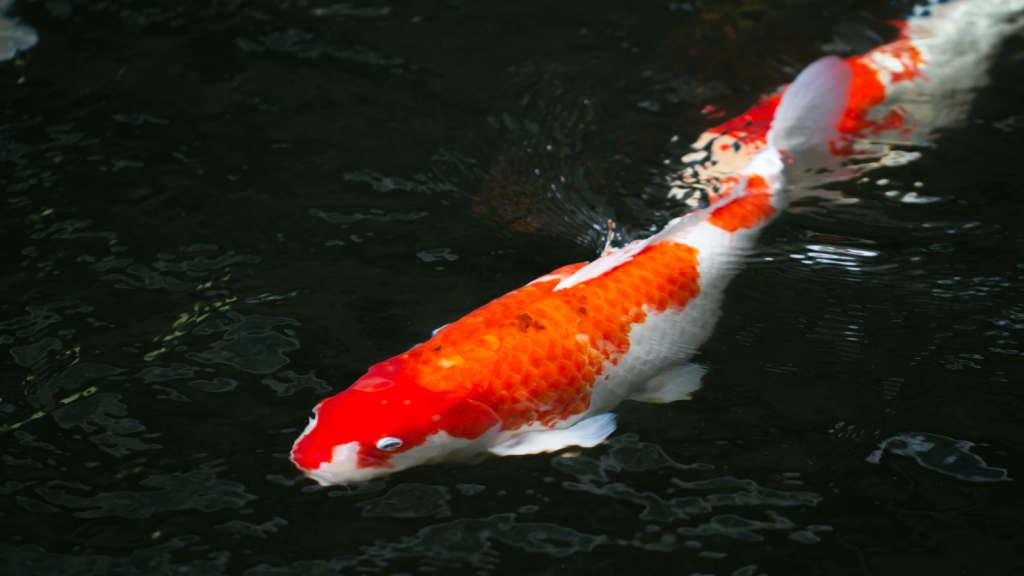 Koi Carp